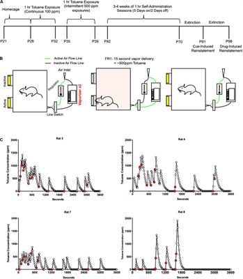 Self-Administration of Toluene Vapor in Rats